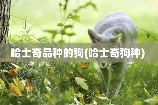 哈士奇品種的狗(哈士奇狗種) 