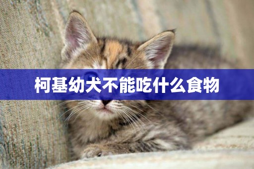 柯基幼犬不能吃什么食物