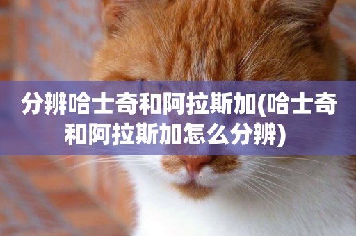 分辨哈士奇和阿拉斯加(哈士奇和阿拉斯加怎么分辨) 