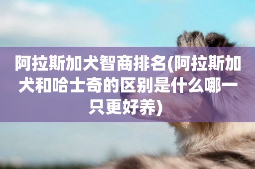 阿拉斯加犬智商排名(阿拉斯加犬和哈士奇的區別是什么哪一只更好養) 