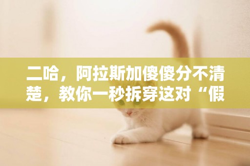 二哈，阿拉斯加傻傻分不清楚，教你一秒拆穿這對“假兄弟” 