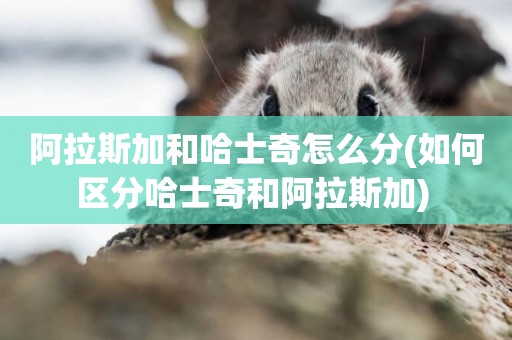 阿拉斯加和哈士奇怎么分(如何區分哈士奇和阿拉斯加) 