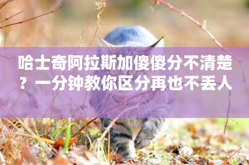 哈士奇阿拉斯加傻傻分不清楚？一分鐘教你區分再也不丟人 