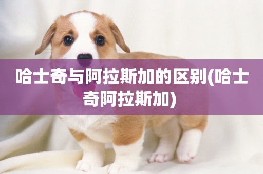 哈士奇與阿拉斯加的區別(哈士奇阿拉斯加) 