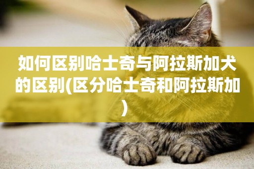 如何區別哈士奇與阿拉斯加犬的區別(區分哈士奇和阿拉斯加) 