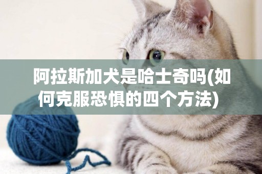 阿拉斯加犬是哈士奇嗎(如何克服恐懼的四個方法) 