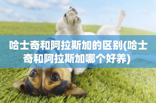 哈士奇和阿拉斯加的區別(哈士奇和阿拉斯加哪個好養) 