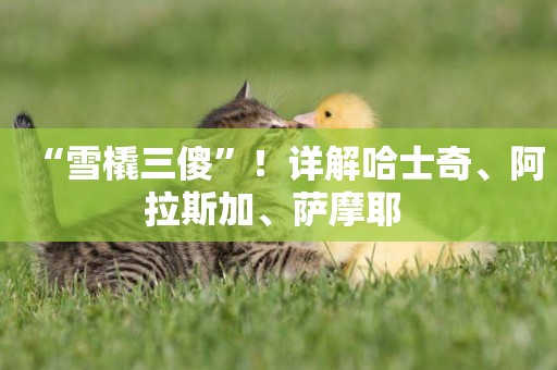 “雪橇三傻”！詳解哈士奇、阿拉斯加、薩摩耶 