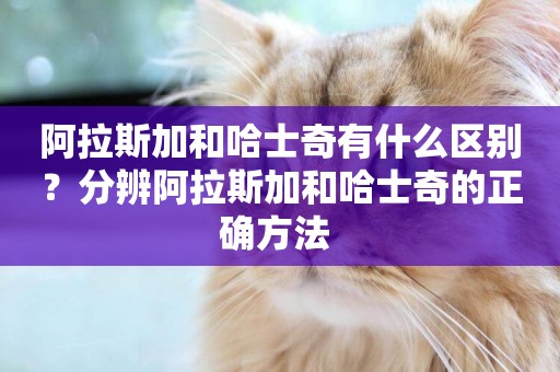 阿拉斯加和哈士奇有什么區別？分辨阿拉斯加和哈士奇的正確方法 