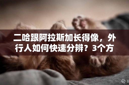 二哈跟阿拉斯加長得像，外行人如何快速分辨？3個方法教你分辨 
