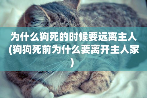為什么狗死的時候要遠離主人(狗狗死前為什么要離開主人家) 
