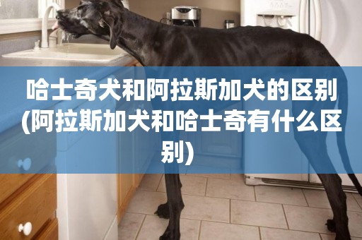 哈士奇犬和阿拉斯加犬的區別(阿拉斯加犬和哈士奇有什么區別) 