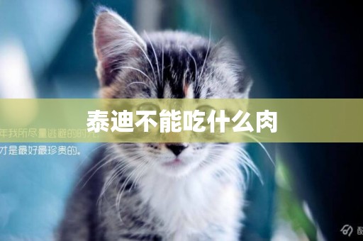 泰迪不能吃什么肉