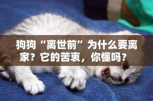 狗狗“離世前”為什么要離家？它的苦衷，你懂嗎？ 