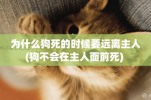 為什么狗死的時候要遠離主人(狗不會在主人面前死) 