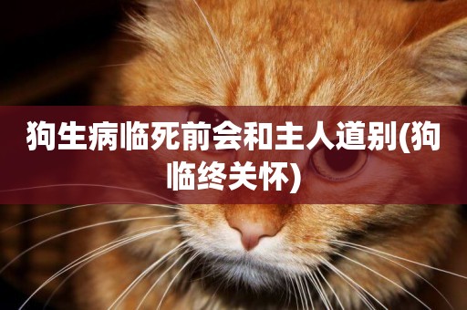 狗生病臨死前會和主人道別(狗 臨終關懷) 