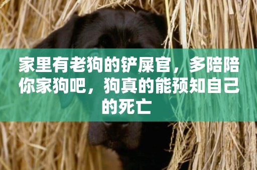 家里有老狗的鏟屎官，多陪陪你家狗吧，狗真的能預知自己的死亡 