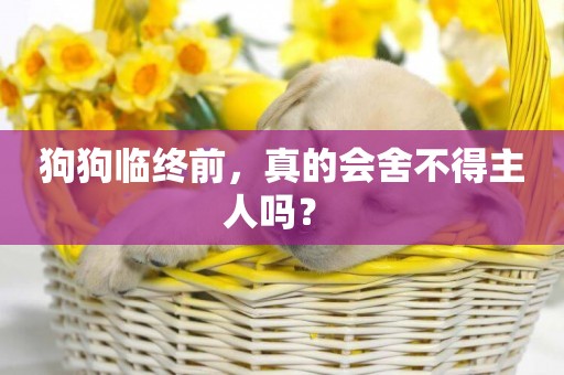 狗狗臨終前，真的會舍不得主人嗎？ 