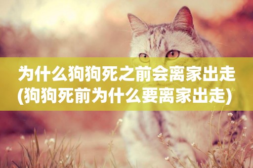 為什么狗狗死之前會離家出走(狗狗死前為什么要離家出走) 