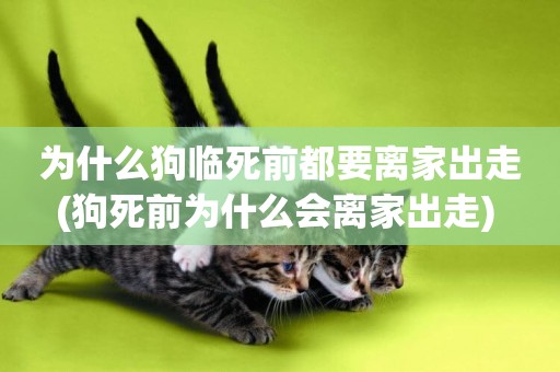 為什么狗臨死前都要離家出走(狗死前為什么會離家出走) 