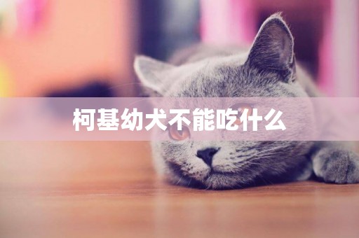 柯基幼犬不能吃什么