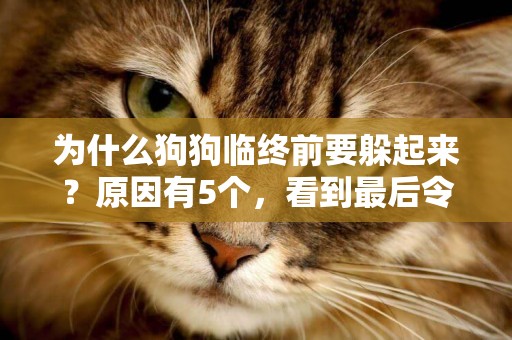為什么狗狗臨終前要躲起來？原因有5個，看到最后令人熱淚盈眶 