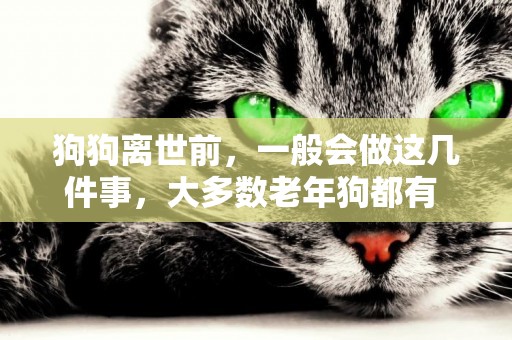 狗狗離世前，一般會做這幾件事，大多數老年狗都有 