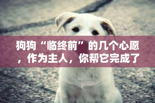 狗狗“臨終前”的幾個心愿，作為主人，你幫它完成了嗎？ 
