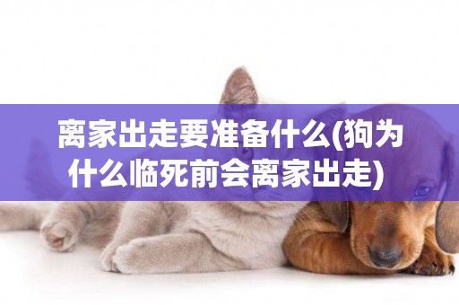 離家出走要準備什么(狗為什么臨死前會離家出走) 