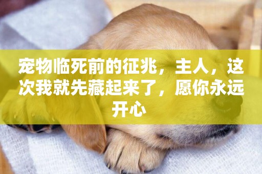 寵物臨死前的征兆，主人，這次我就先藏起來了，愿你永遠開心 