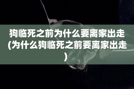 狗臨死之前為什么要離家出走(為什么狗臨死之前要離家出走) 