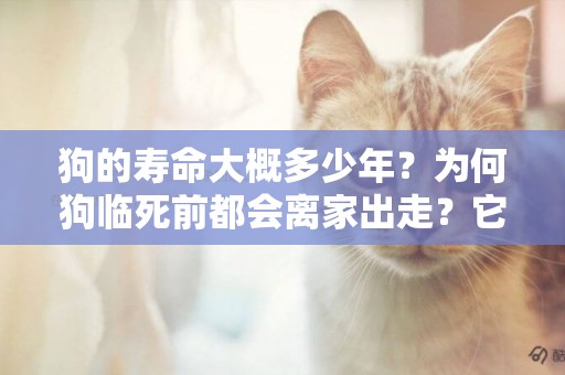 狗的壽命大概多少年？為何狗臨死前都會離家出走？它們在逃避什么 