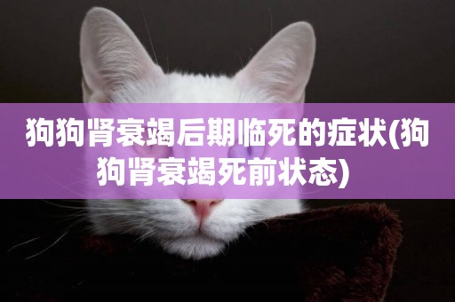 狗狗腎衰竭后期臨死的癥狀(狗狗腎衰竭死前狀態) 