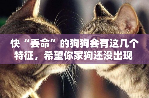 快“丟命”的狗狗會有這幾個特征，希望你家狗還沒出現 
