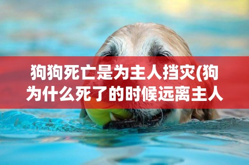 狗狗死亡是為主人擋災(狗為什么死了的時候遠離主人) 