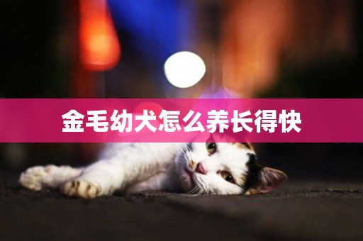 金毛幼犬怎么養長得快