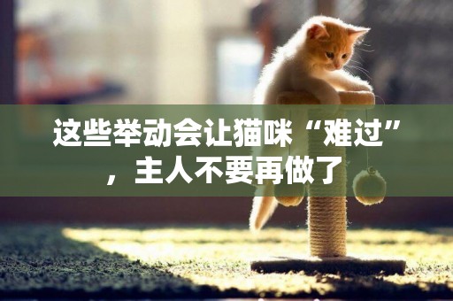 這些舉動會讓貓咪“難過”，主人不要再做了 