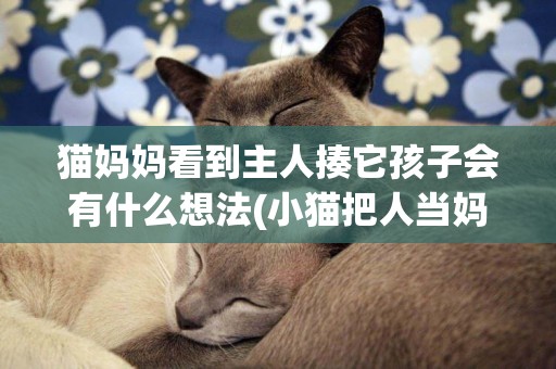 貓媽媽看到主人揍它孩子會有什么想法(小貓把人當媽媽的五種行為) 