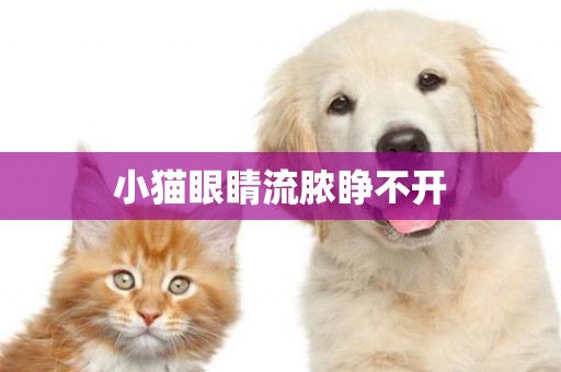 小貓眼睛流膿睜不開