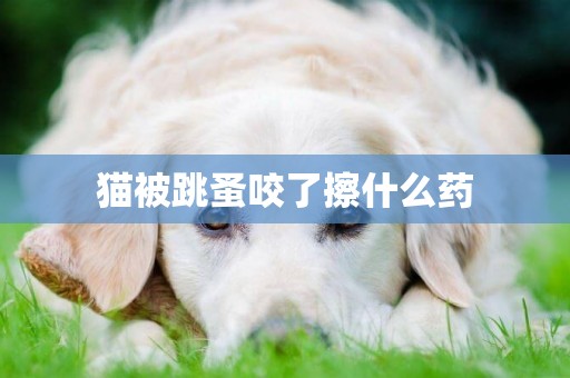 貓被跳蚤咬了擦什么藥