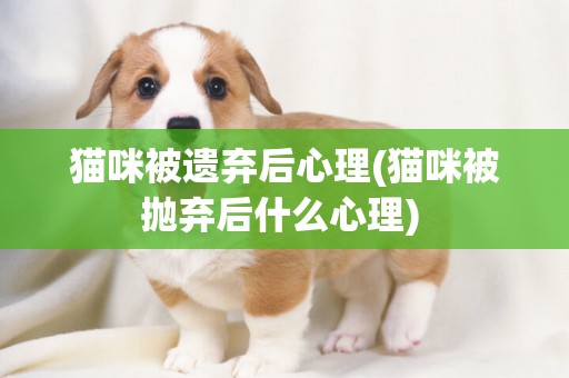 貓咪被遺棄后心理(貓咪被拋棄后什么心理) 