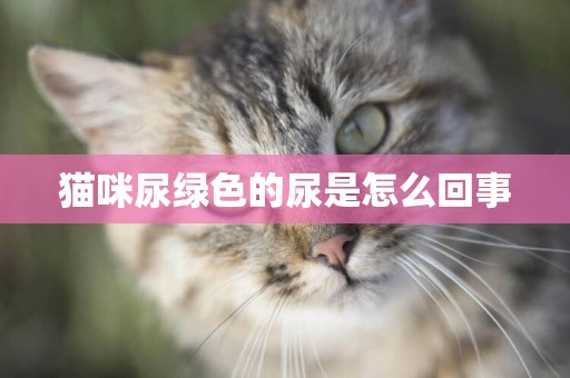 貓咪尿綠色的尿是怎么回事