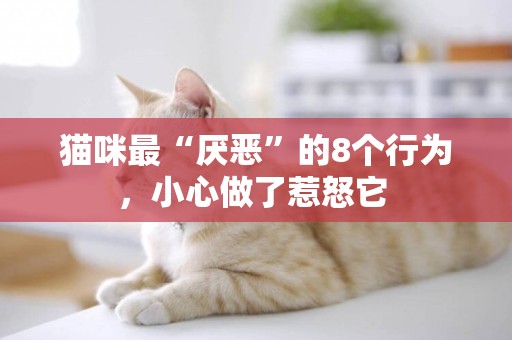 貓咪最“厭惡”的8個行為，小心做了惹怒它 