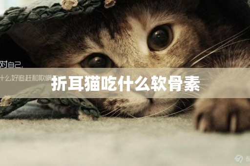 折耳貓吃什么軟骨素