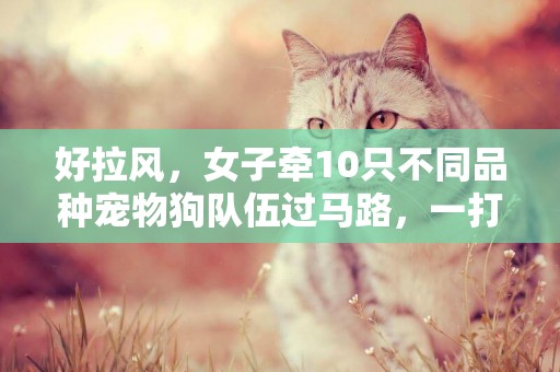 好拉風，女子牽10只不同品種寵物狗隊伍過馬路，一打聽竟然住高層 