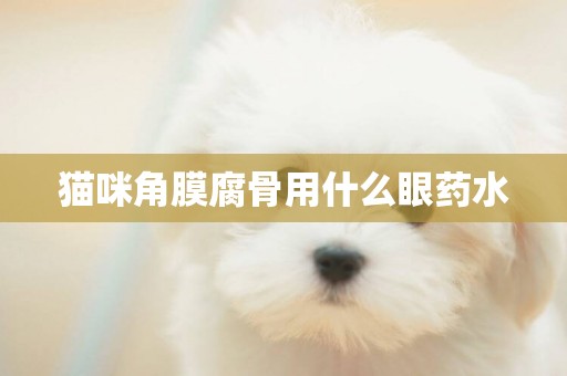 貓咪角膜腐骨用什么眼藥水