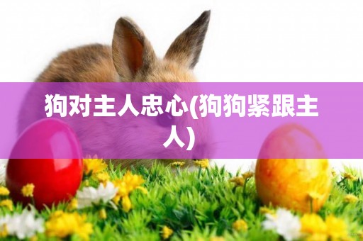 狗對主人忠心(狗狗緊跟主人) 