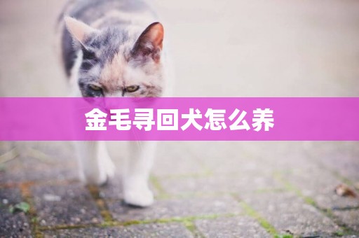 金毛尋回犬怎么養