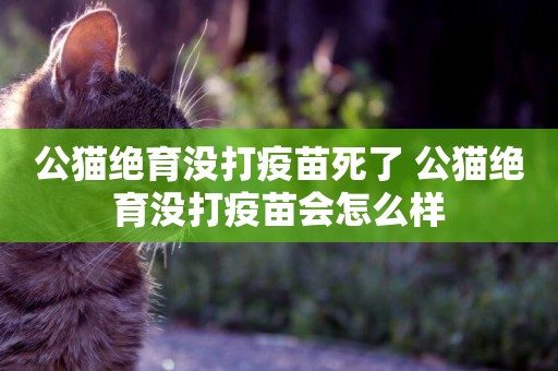 公貓絕育沒打疫苗死了 公貓絕育沒打疫苗會怎么樣