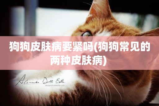 狗狗皮膚病要緊嗎(狗狗常見的兩種皮膚病) 